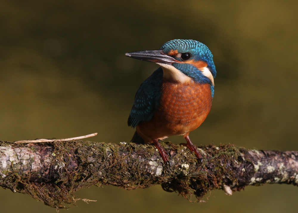 Junger Eisvogel