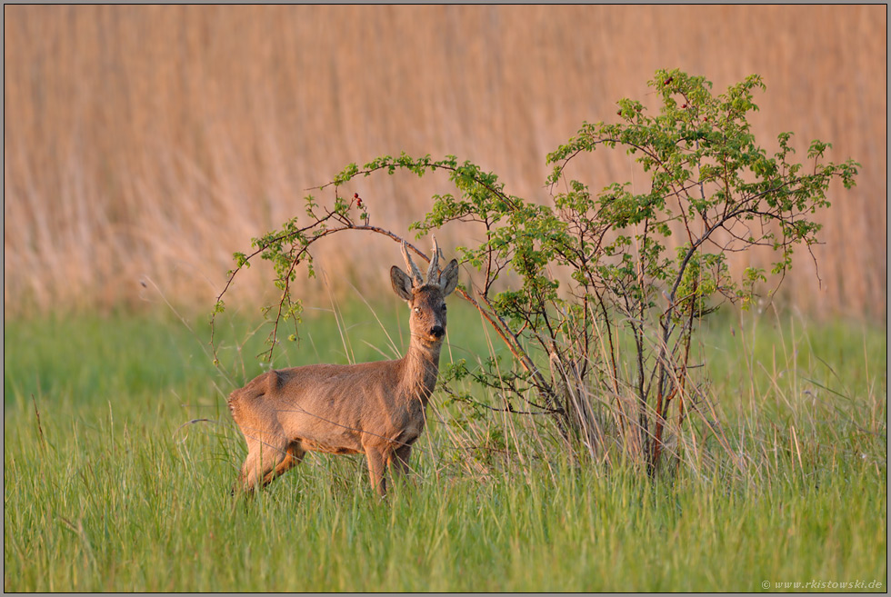 gezeichnet... Rehbock * Capreolus capreolus*