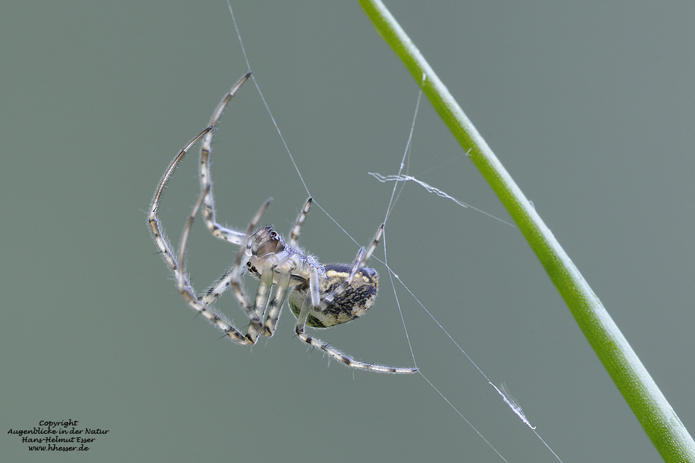 Busch-Krabbenspinne (Xysticus cristatus)