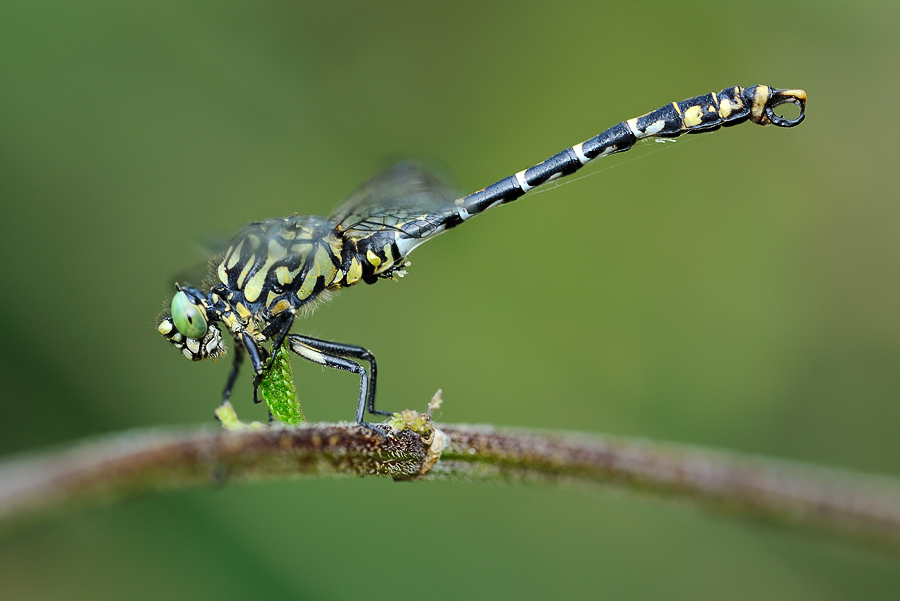 Onychogomphus forcipatus