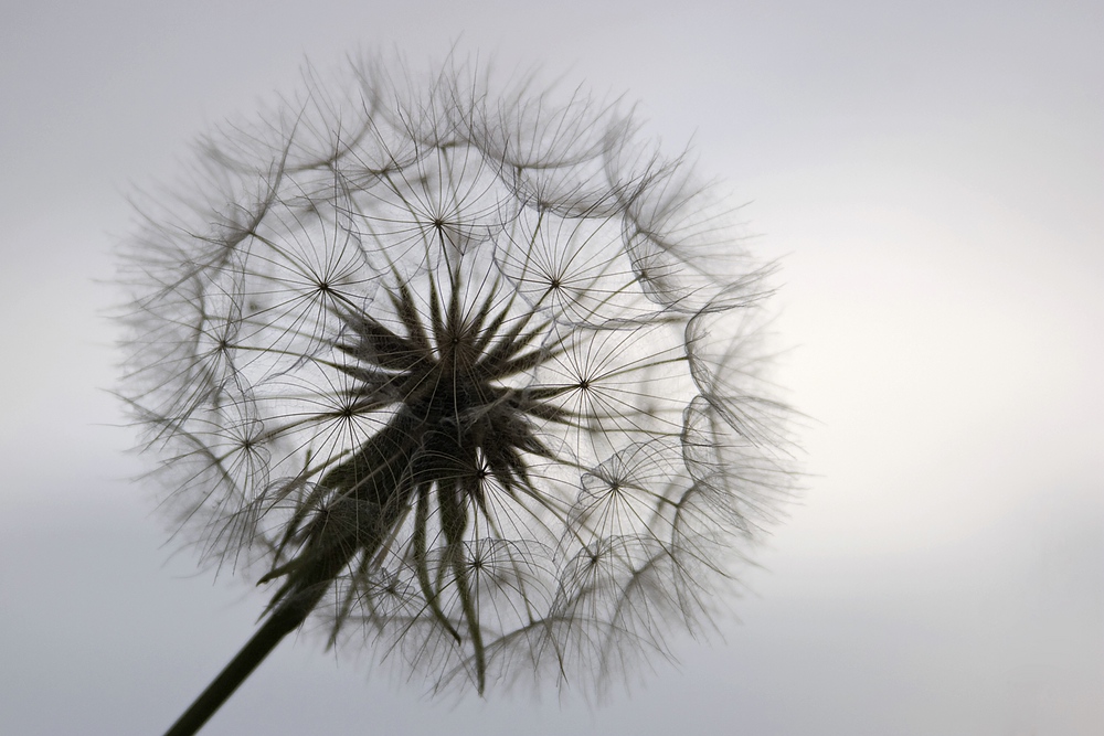 Wiesen-Bocksbart (Tragopogon pratensis)