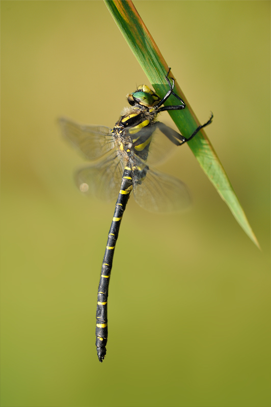 Cordulegaster boltonii