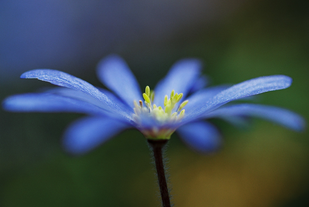 Blaue Blume