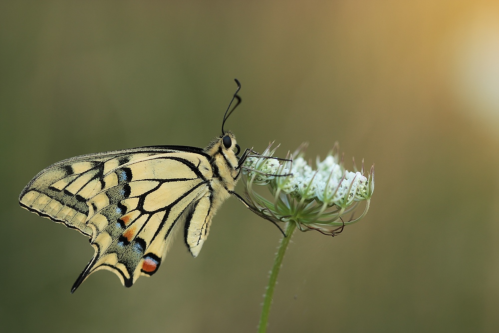 Schwalbenschwanz (Papilio machaon)