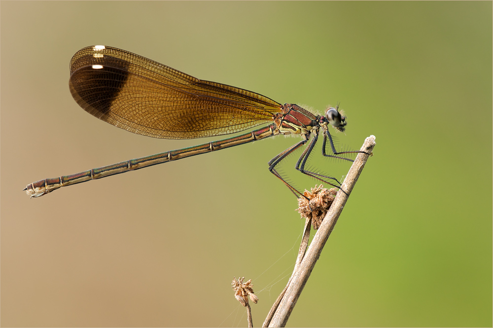 Bronzene Prachtlibelle (Calopteryx haemorrhoidalis)