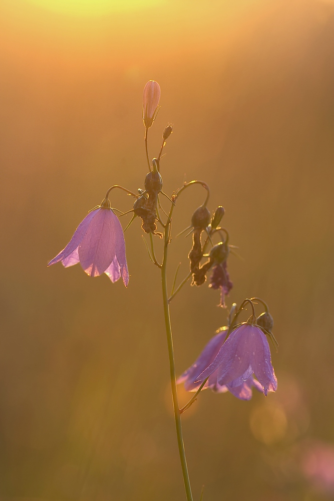 Im Abendlicht