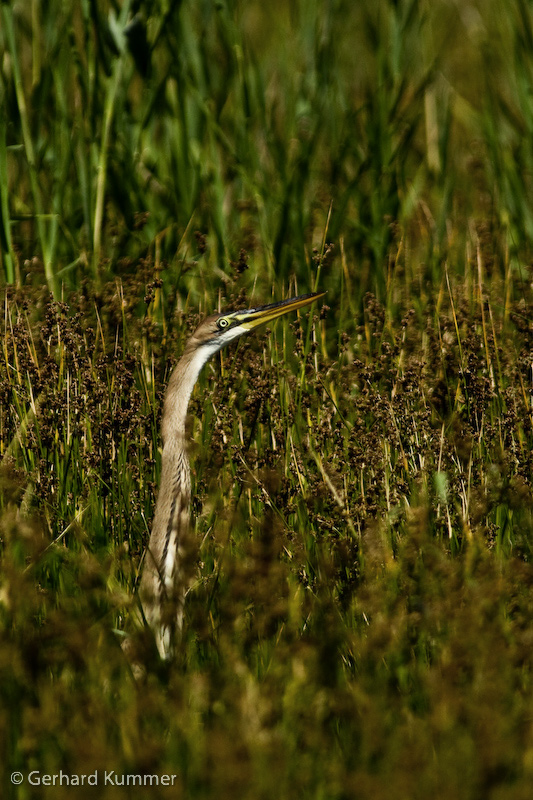 Purpurreiher in seinem natürlichen Umfeld