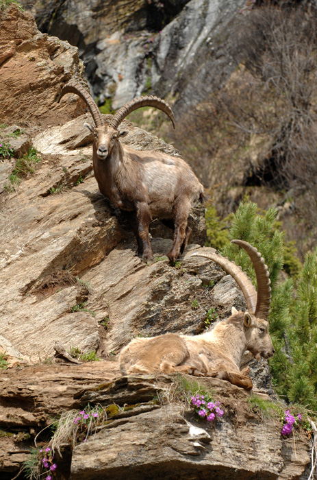 Steinbock Nr. 3