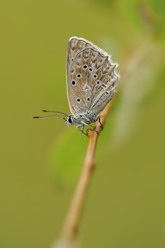 polyommatus daphnis