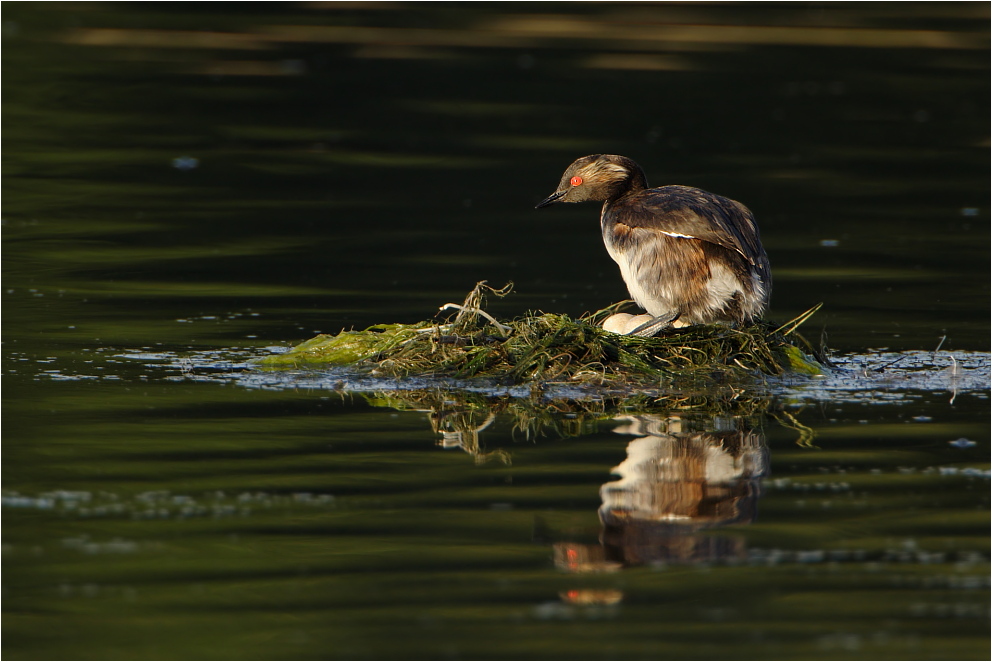 Podiceps nigricollis