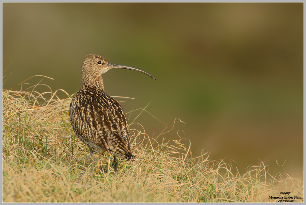 Großer Brachvogel (Numenius arquata)