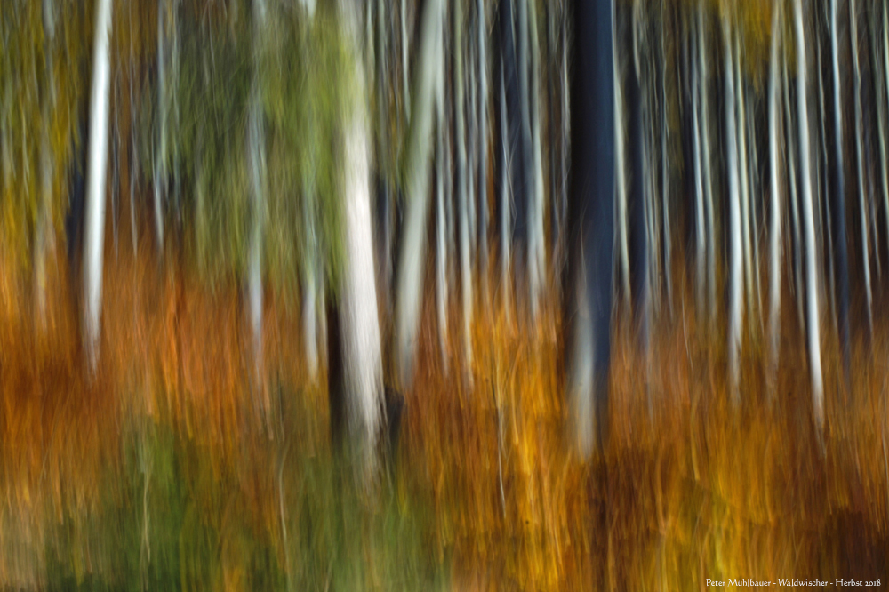 Im Wald mit viel Sonnenschein