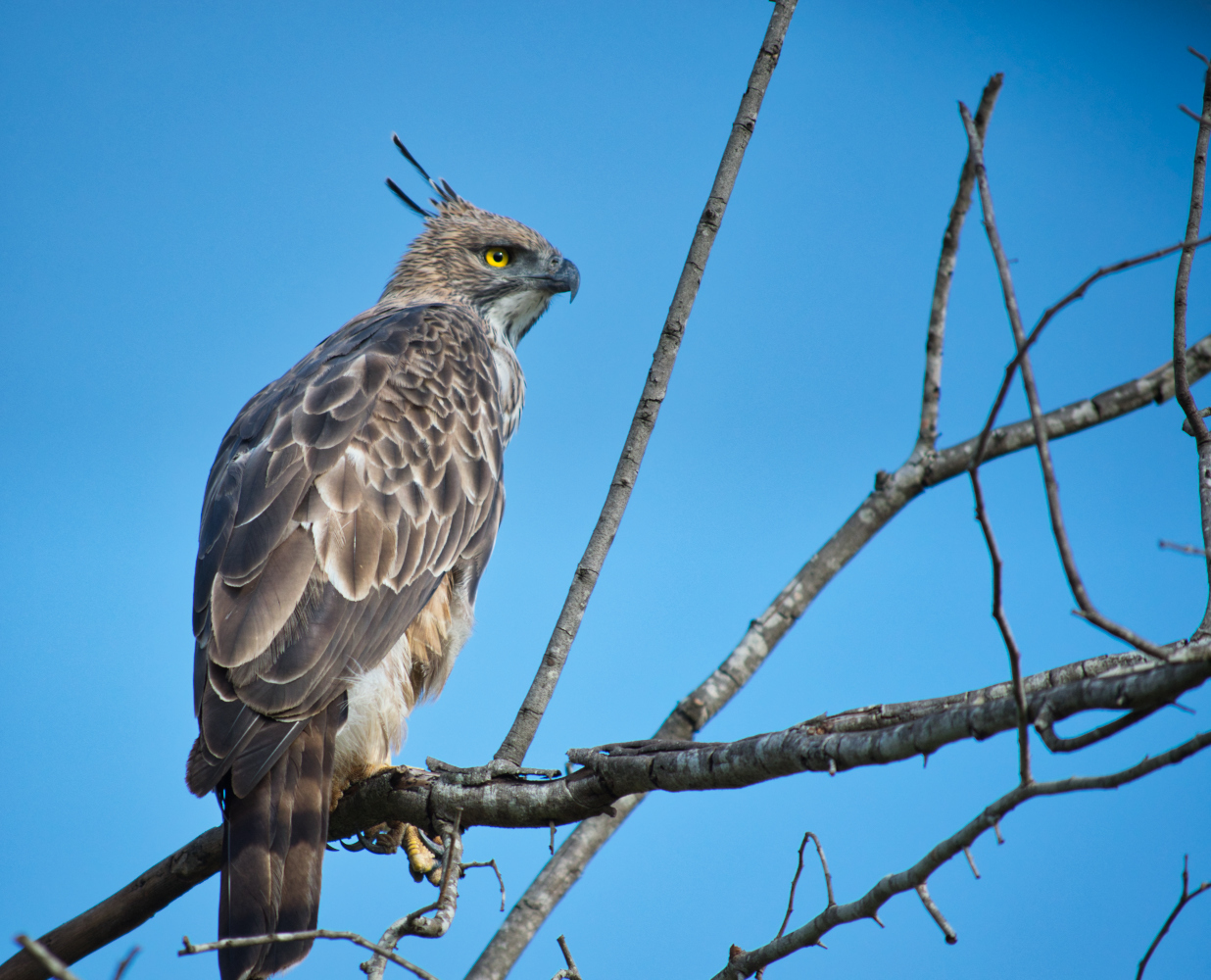 Haubenadler in Sri Lanka