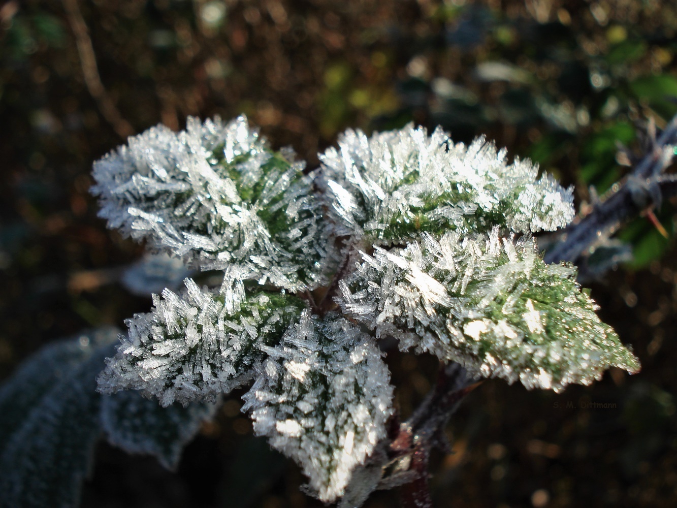 Eiskristalle (Forum für Naturfotografen)