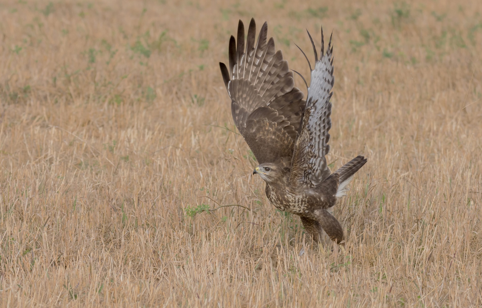 Mäusebussard beim Abflug