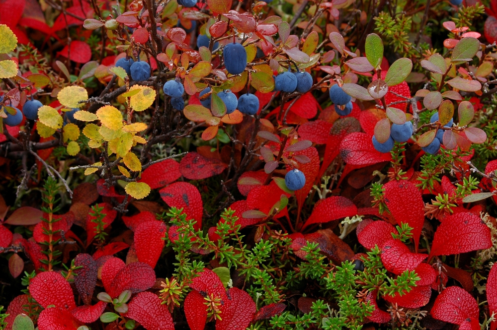 Herbstliche Tundra