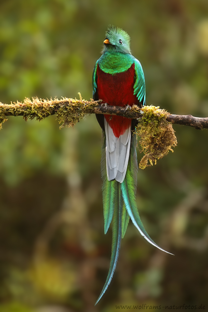 Der Göttervogel