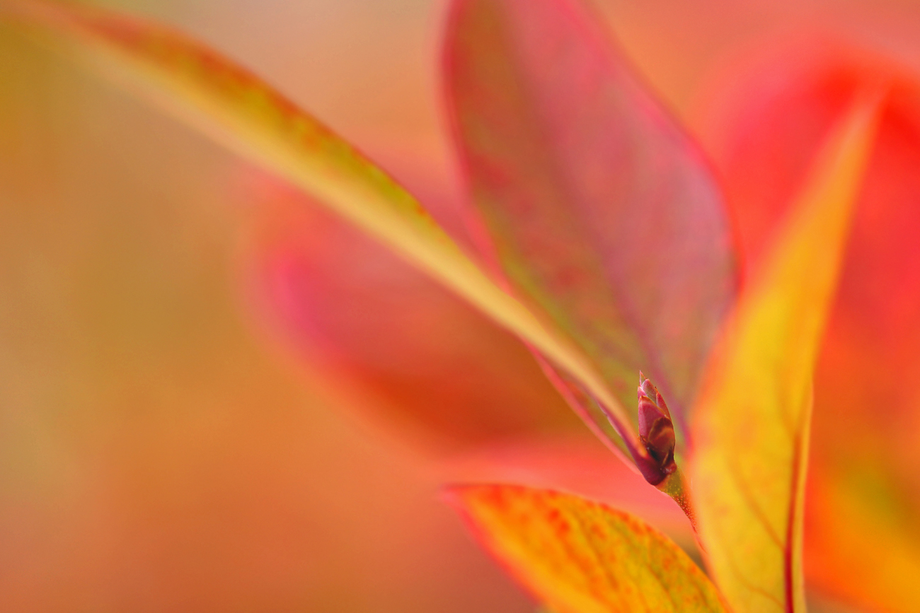 Herbstfarben