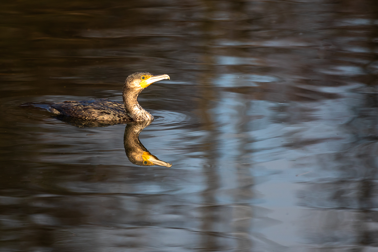 Kormoran