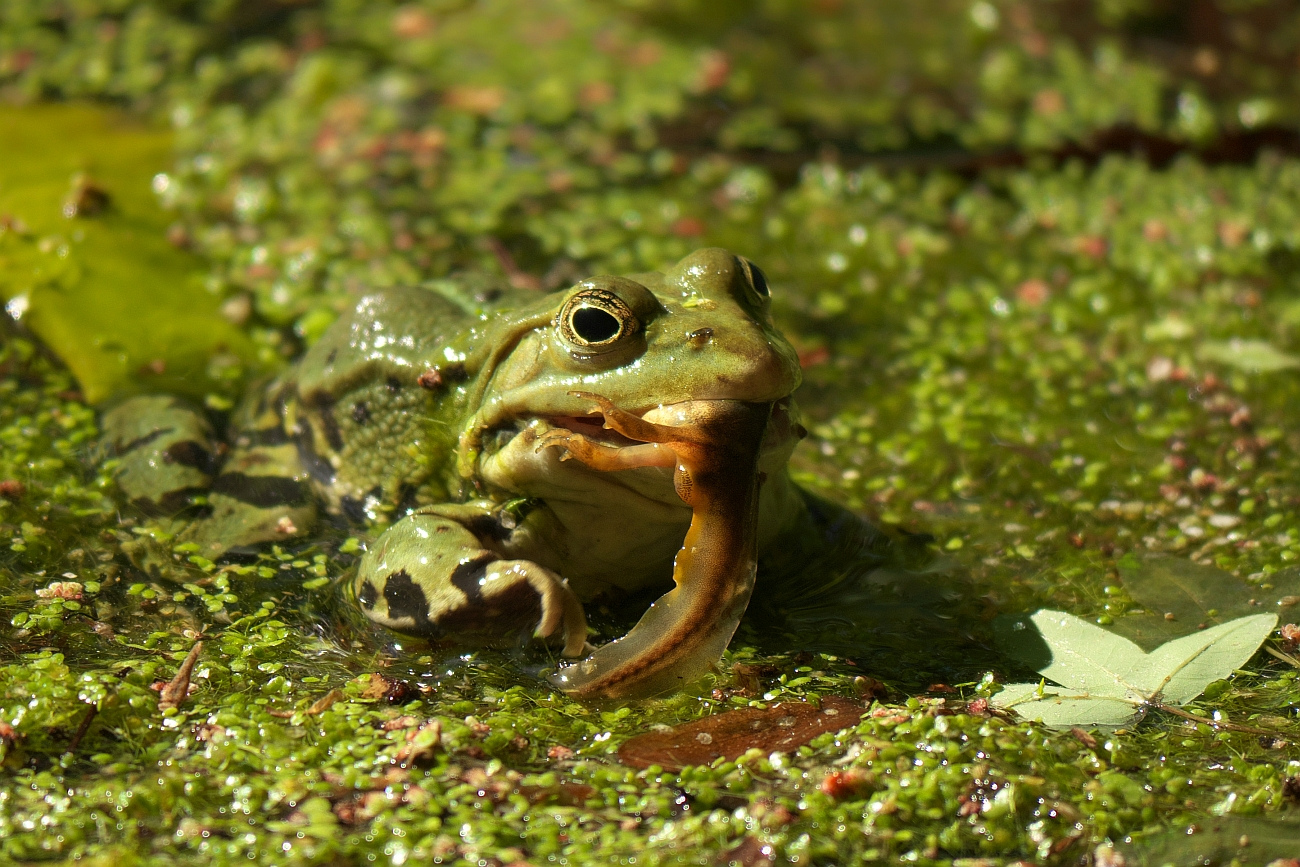 Frosch mit Molch
