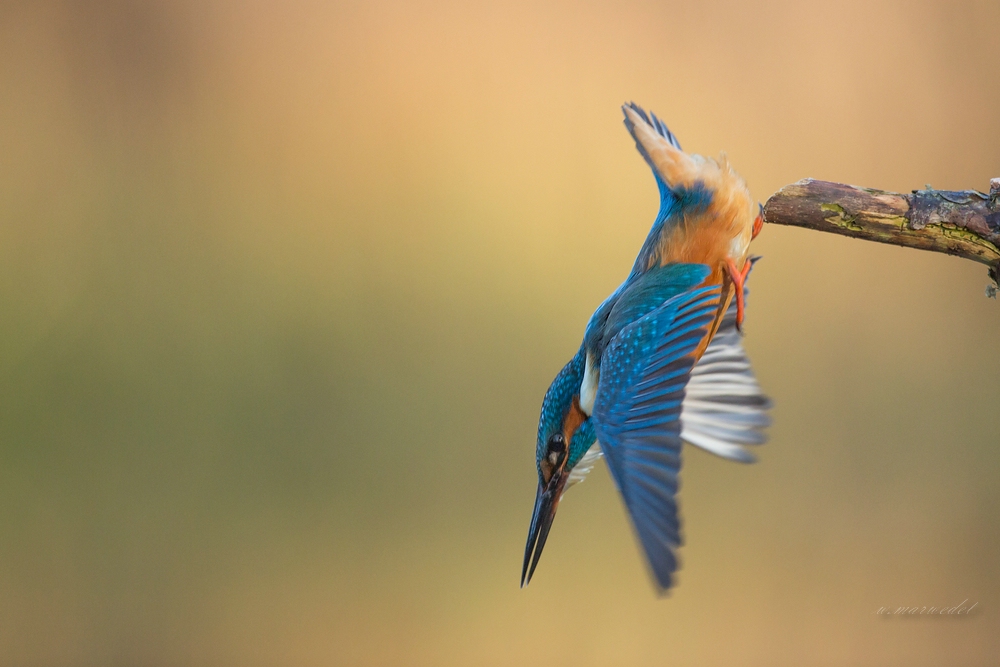 Eisvogel