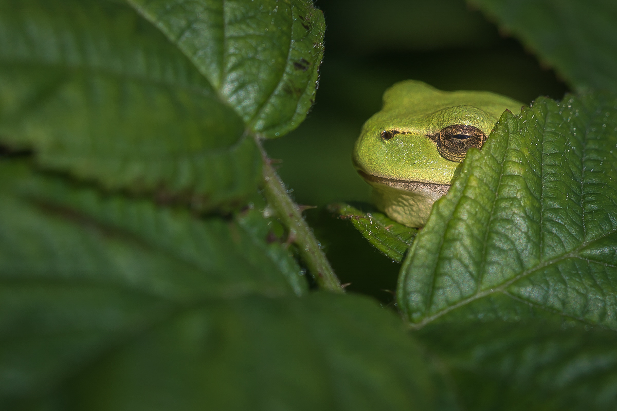 Ein Nickerchen