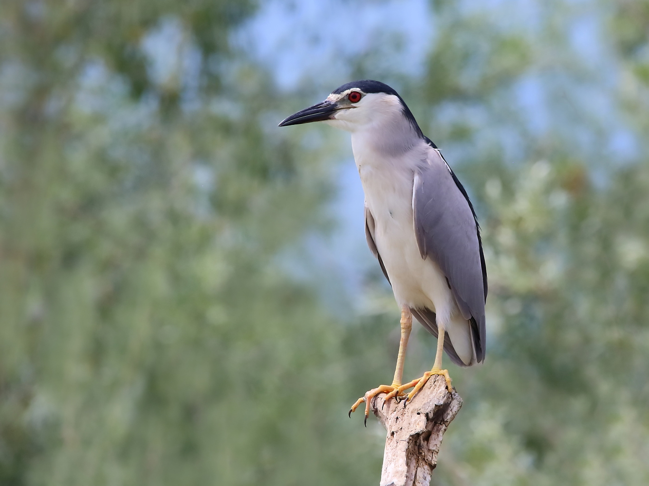 Nachtreiher - Night heron