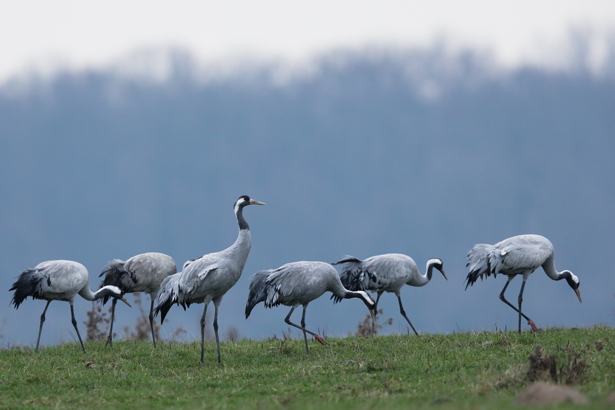 Der Wächter