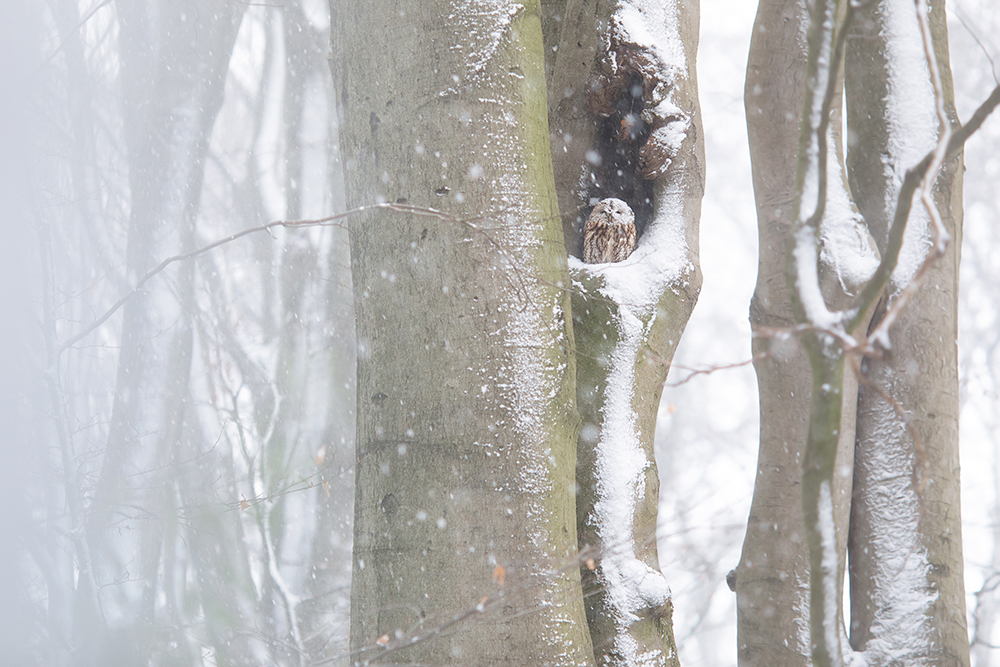 im Winterwald