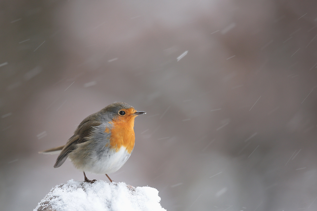 Ein Tag Winter..
