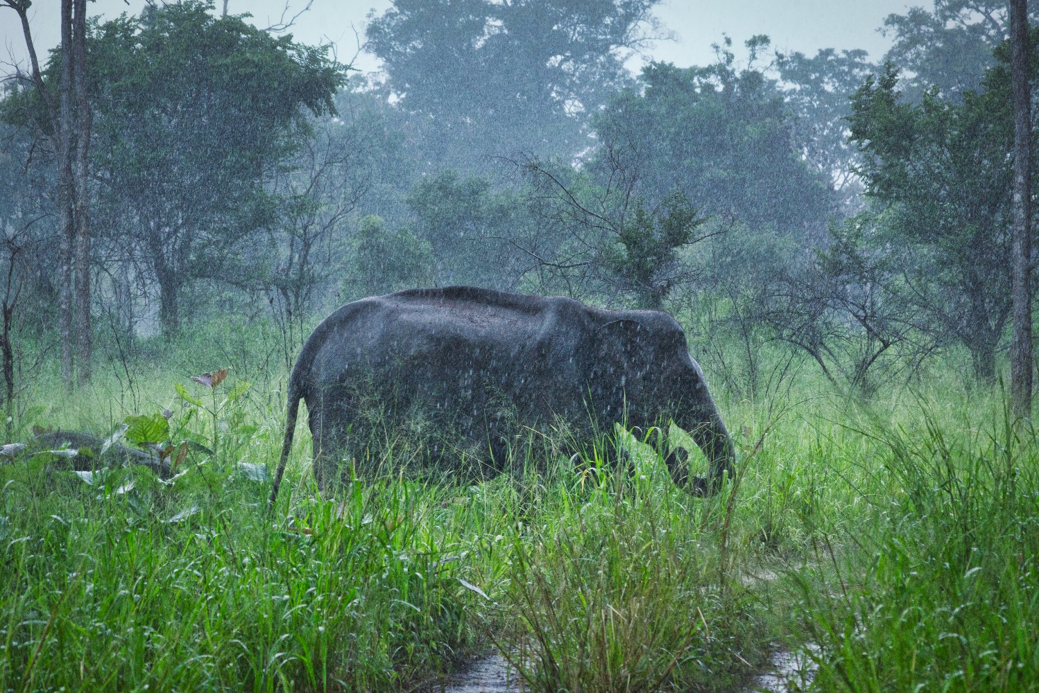 Monsun