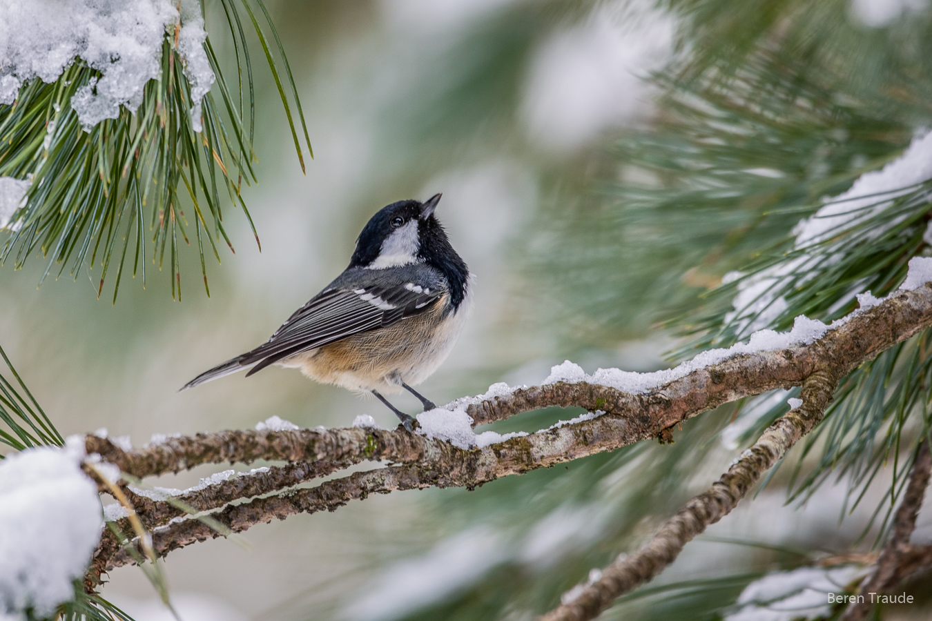 Tannenmeise aus den winterlichen Zauberwald