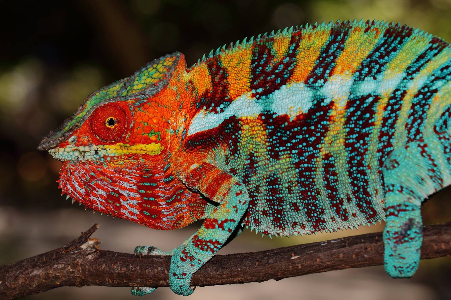 In den Kaffeeplantagen von Madagaskar