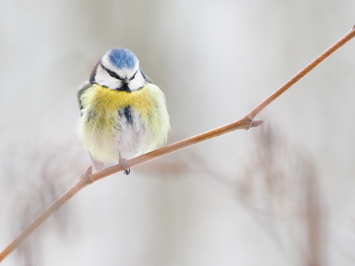 nur ein Blaumeis