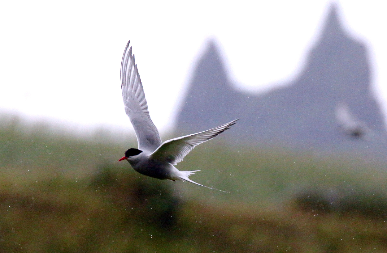 Küstenseeschwalbe bei strömendem Regen