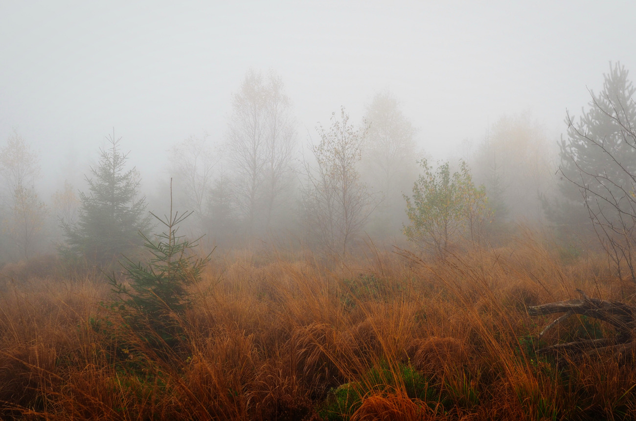 Herbstliche Nebellandschaft