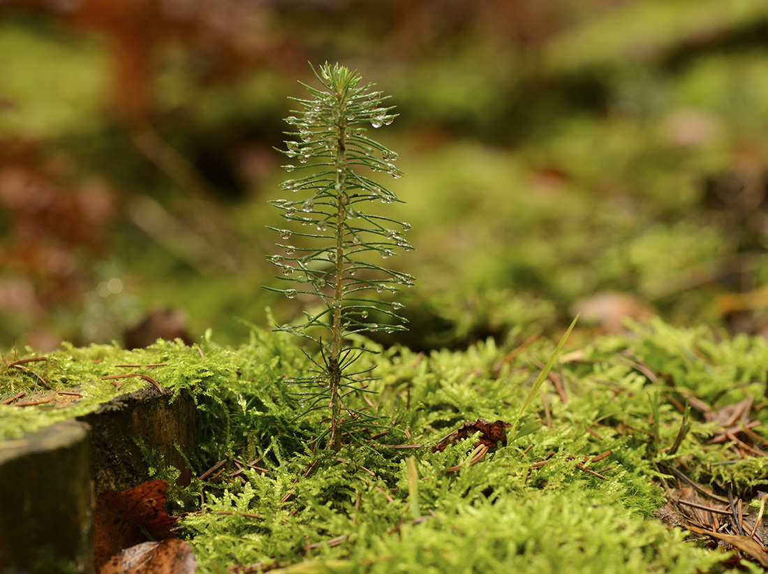 Weihnachtsbaum