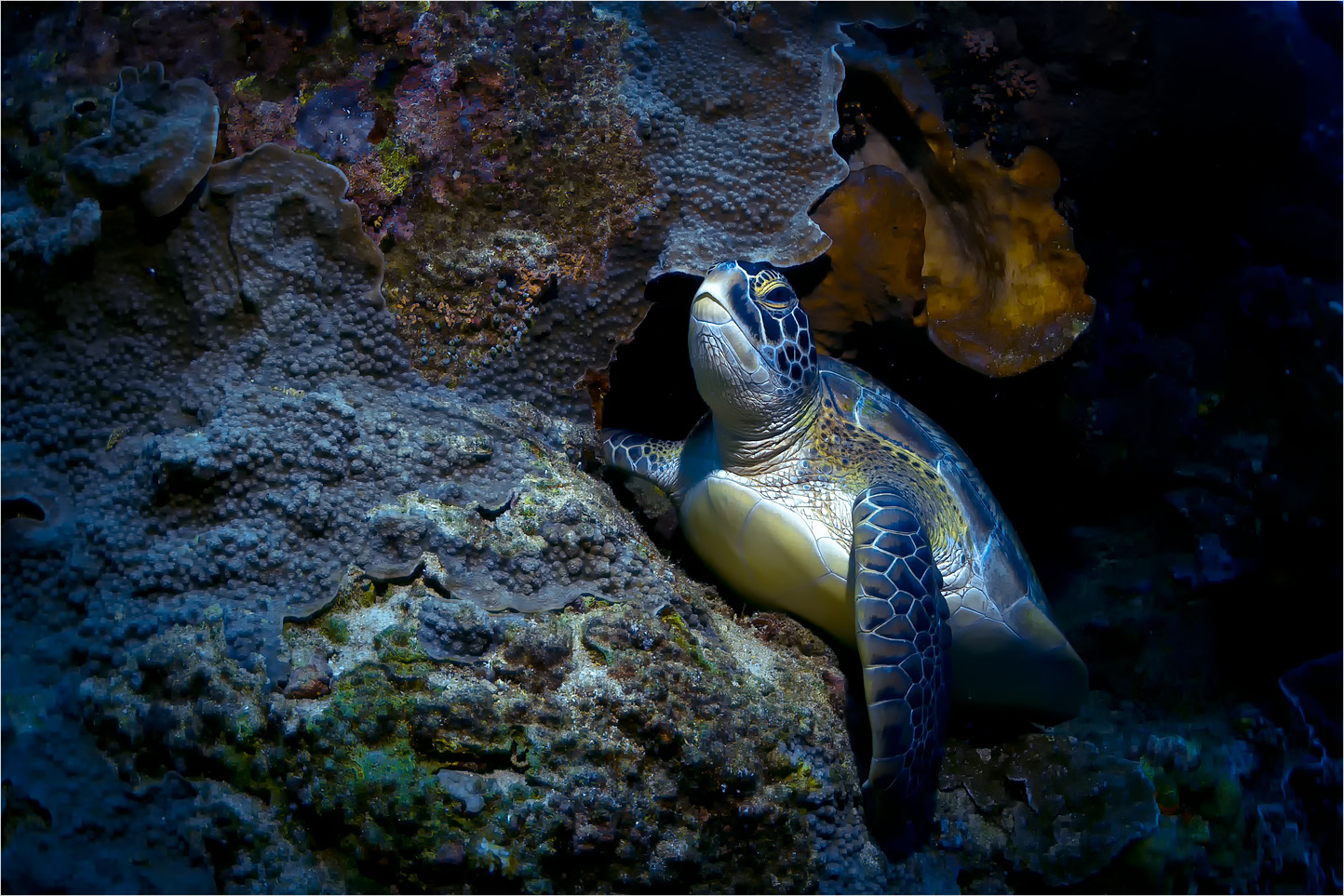 Reef pic 3
