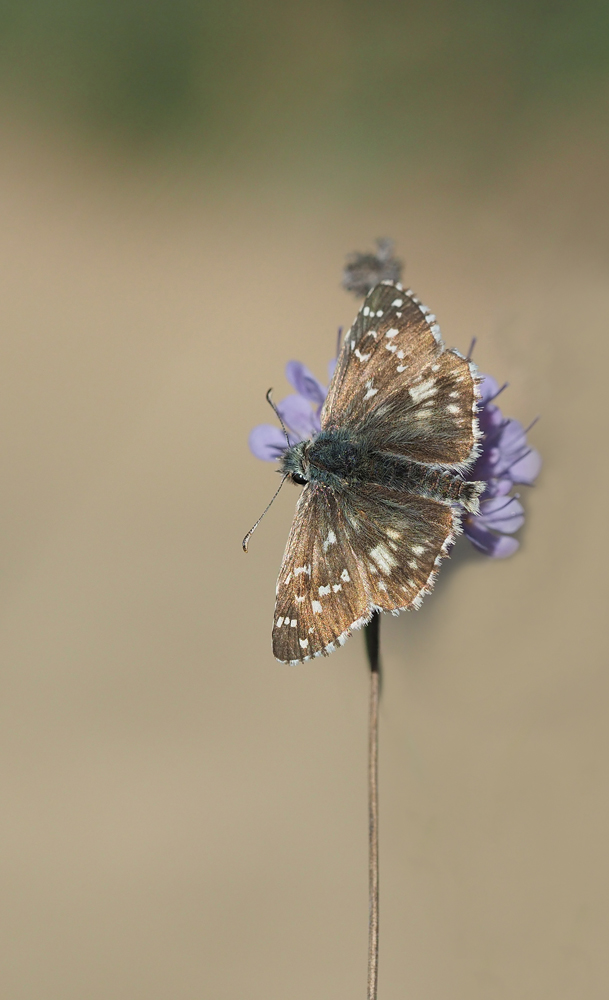Würfeldickkopffalter (pyrgus bellieri)