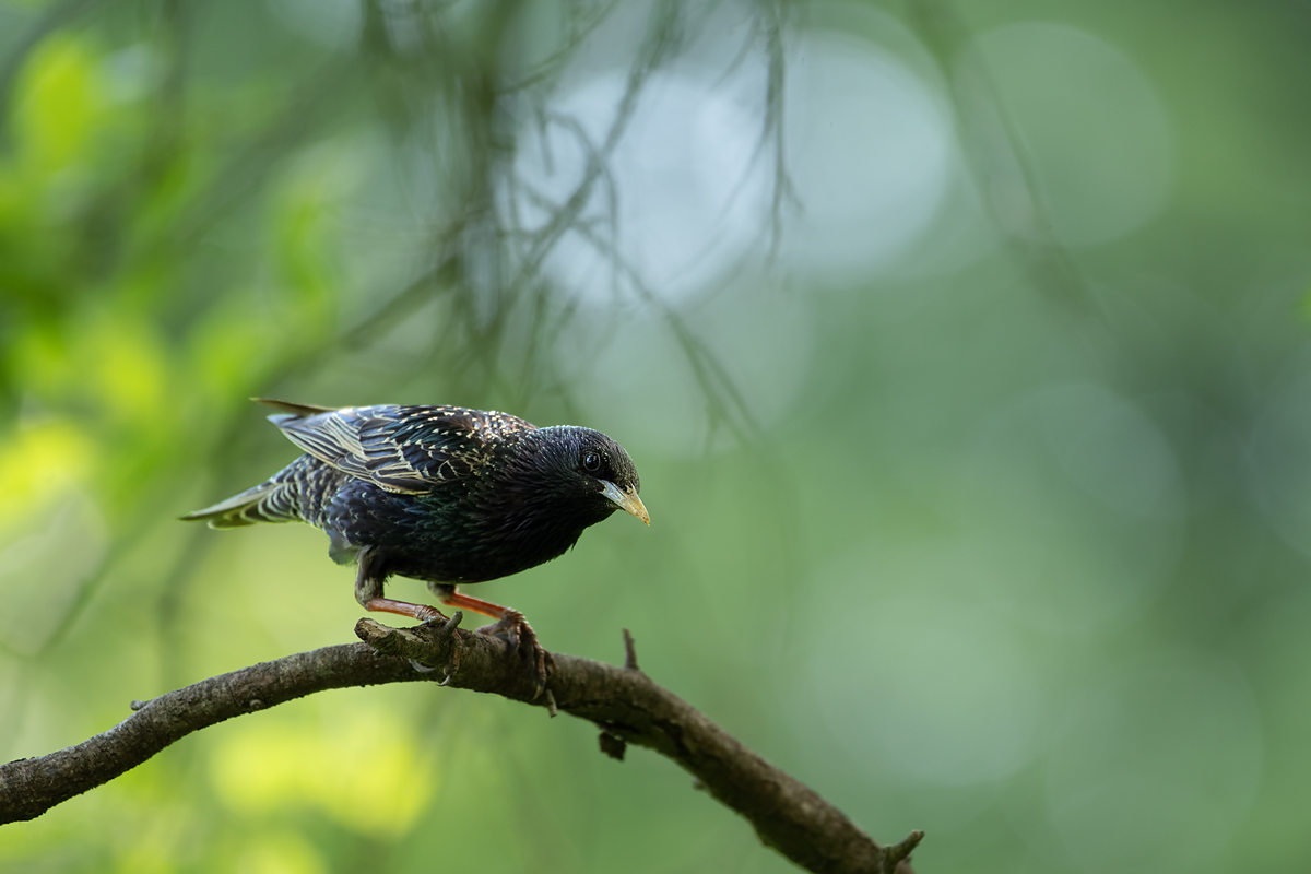 Vogel des Jahres 2018