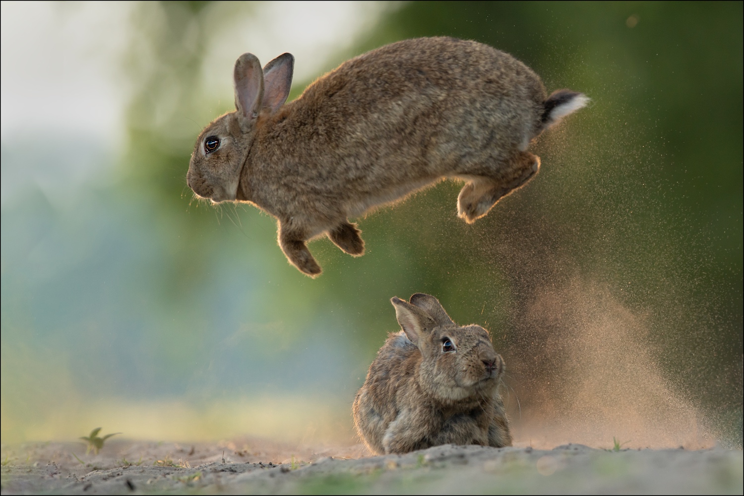 Bunny jumping