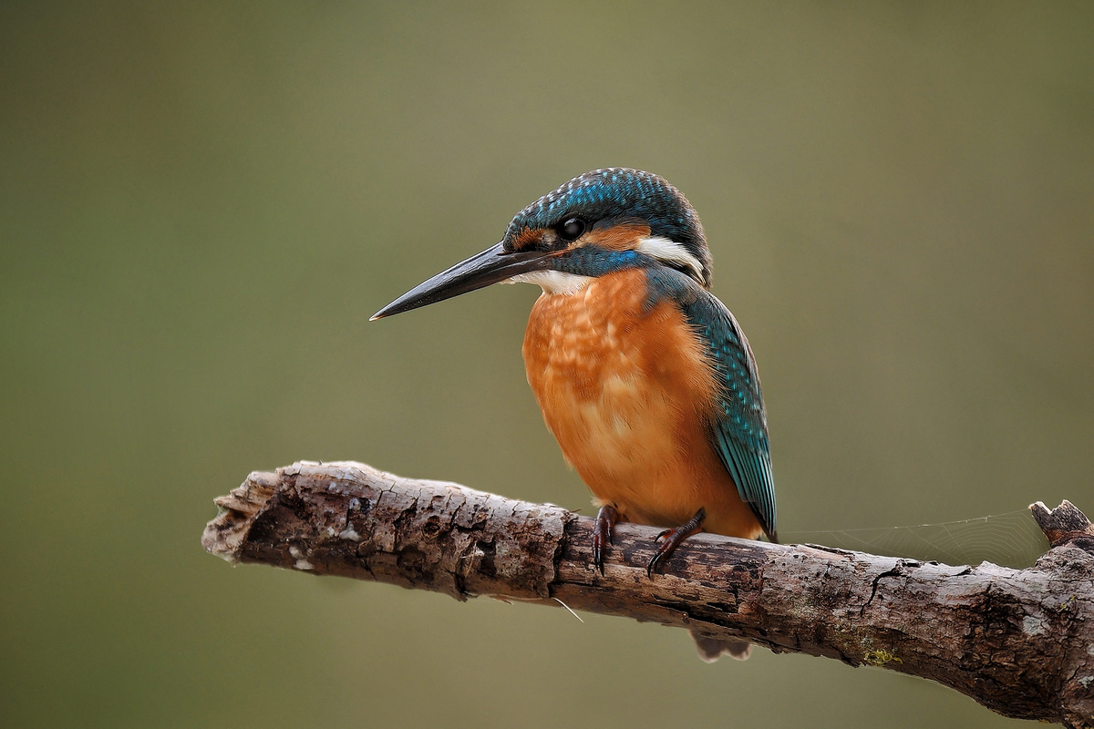 Eisvogel auf dem Ansitz