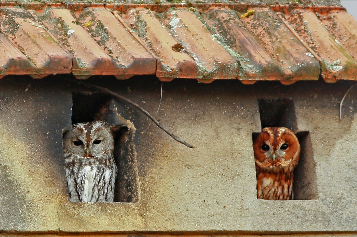 Pärchen im Schornstein