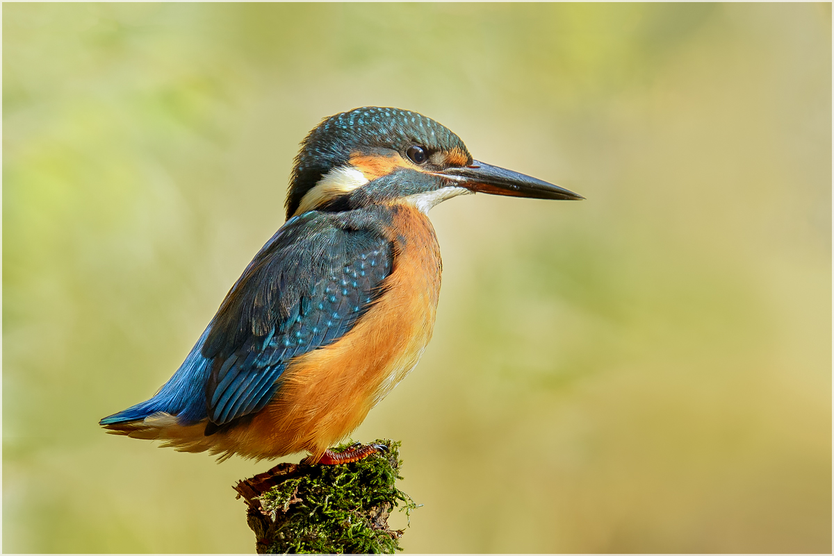 Eisvogel