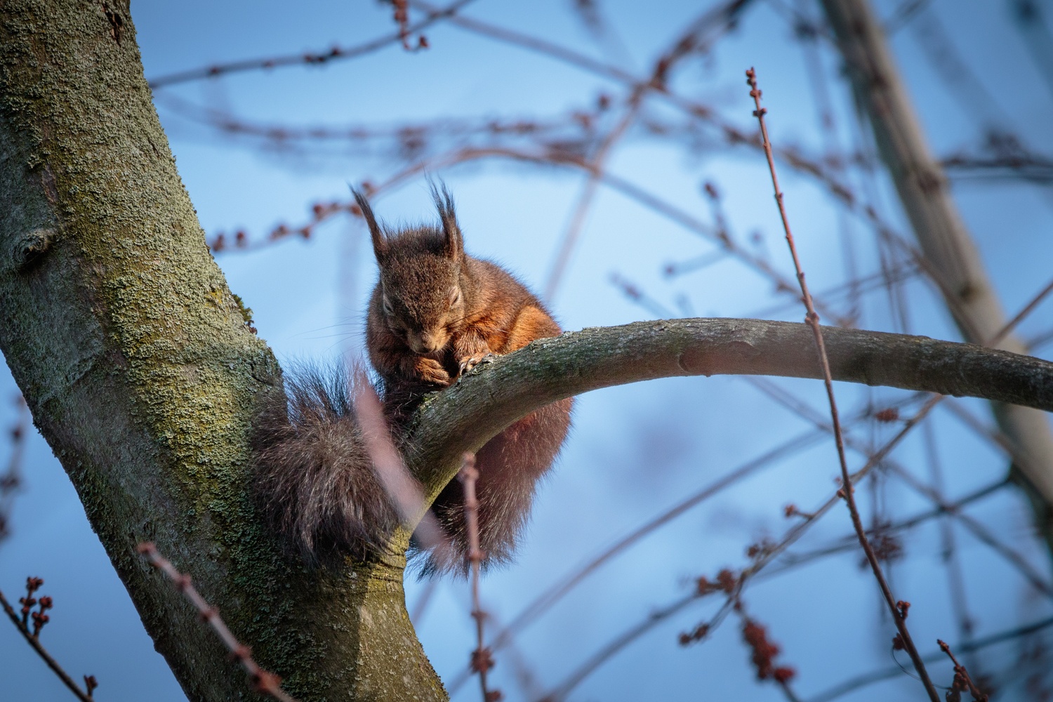 Sleepy Squirrel