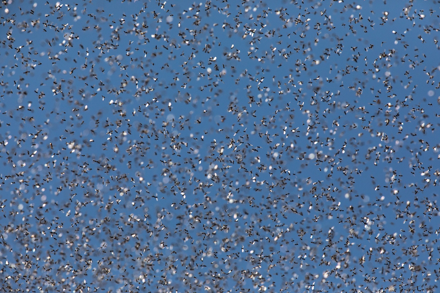 Wo ist die Königin?