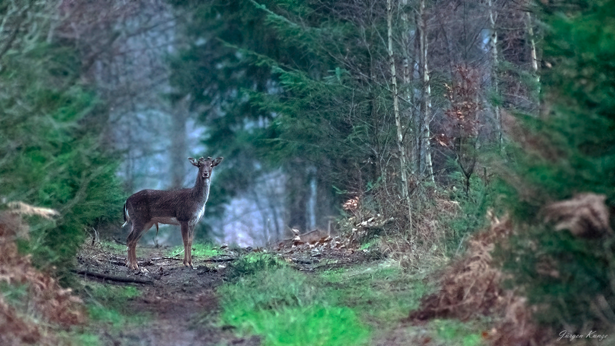 Junger Damhirsch