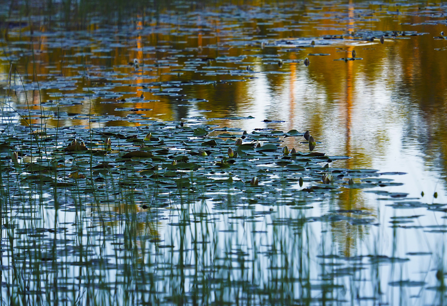 Der Seerosenteich