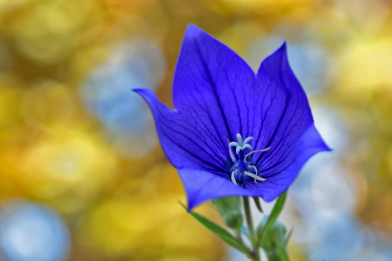 Ballonblume