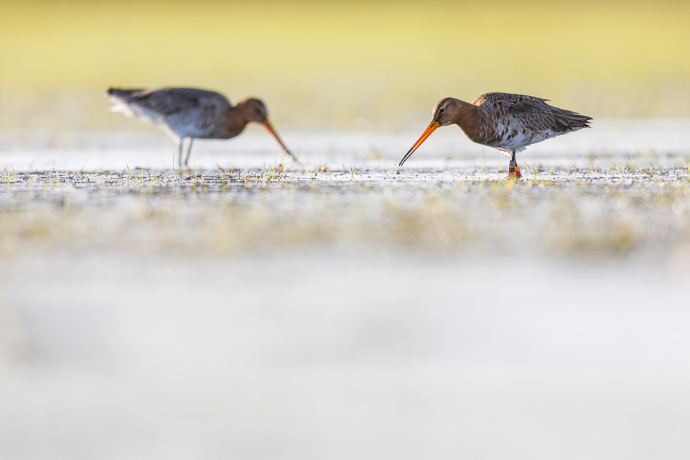 Limosa limosa